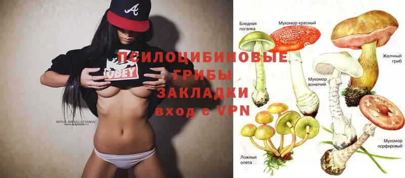 Галлюциногенные грибы MAGIC MUSHROOMS  гидра ссылка  Каргополь  купить  цена 